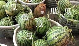 这几年吃的娱乐瓜是什么,盘点近年热门娱乐瓜