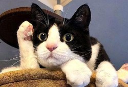 娱乐吃瓜酱奶牛猫