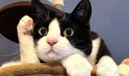 娱乐吃瓜酱奶牛猫