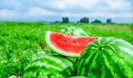 娱乐吃瓜设计理念是什么