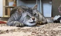 龙猫娱乐大爆料,揭秘幕后故事与精彩瞬间