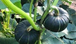 吃瓜吃火的网红是谁,揭秘网络红人的崛起之路