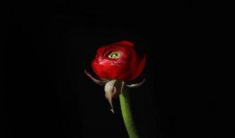 一坨小红花爆料视频,幕后真相大曝光！