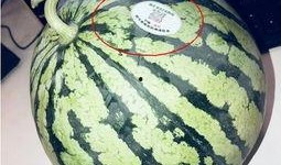 网红婴儿吃瓜,网红婴儿的甜蜜“吃瓜”日常