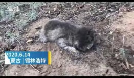 兔宝宝爆料新闻视频播放,揭秘新闻视频背后的精彩瞬间