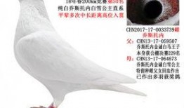 武汉鸽子最新爆料信息网,揭秘城市热点事件幕后真相