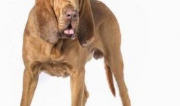 寻血猎犬爆料视频大全下载,揭秘神秘事件背后的真相