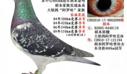 武汉鸽子最新爆料信息网,揭秘城市热点事件幕后真相