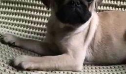 巴哥爆料最新人物是谁,揭秘最新神秘人物身份之谜