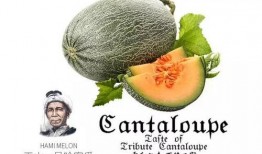 娱乐吃瓜设计理念是什么