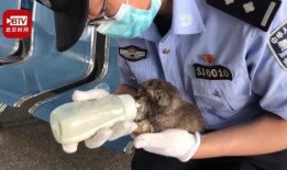 兔宝宝爆料新闻视频播放,揭秘新闻视频背后的精彩瞬间