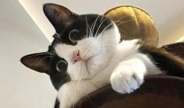 娱乐吃瓜酱奶牛猫