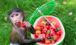 网红吃瓜人员介绍,带你领略娱乐圈幕后风云