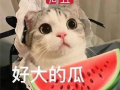 无语吃瓜网红,揭秘娱乐圈幕后真相