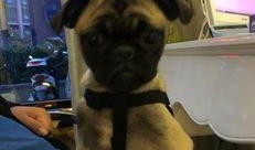 巴哥爆料最新人物是谁,揭秘最新神秘人物身份之谜