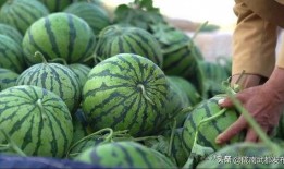 临沂网红圈吃瓜,揭秘幕后故事与热门话题