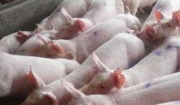 猪灌泥浆爆料方法图解视频,一图看懂操作步骤