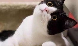 娱乐吃瓜酱奶牛猫