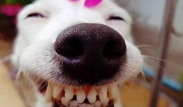 微笑小动物最新爆料,揭秘娱乐圈幕后真相