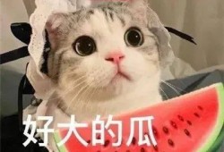 无语吃瓜网红,揭秘娱乐圈幕后真相