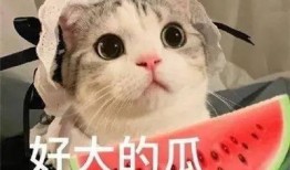 无语吃瓜网红,揭秘娱乐圈幕后真相