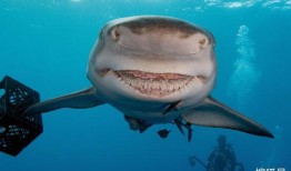 微笑小动物最新爆料,揭秘娱乐圈幕后真相