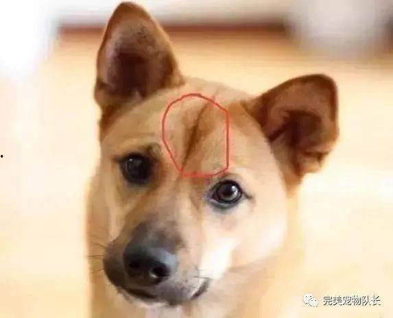 娱乐吃瓜酱忠犬,吃瓜酱的忠实伴侣
